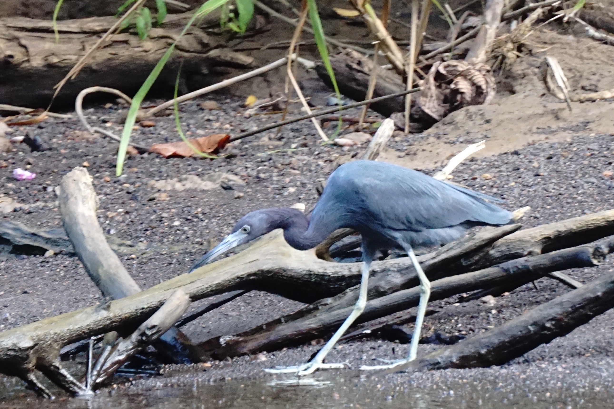 Little blue heron 