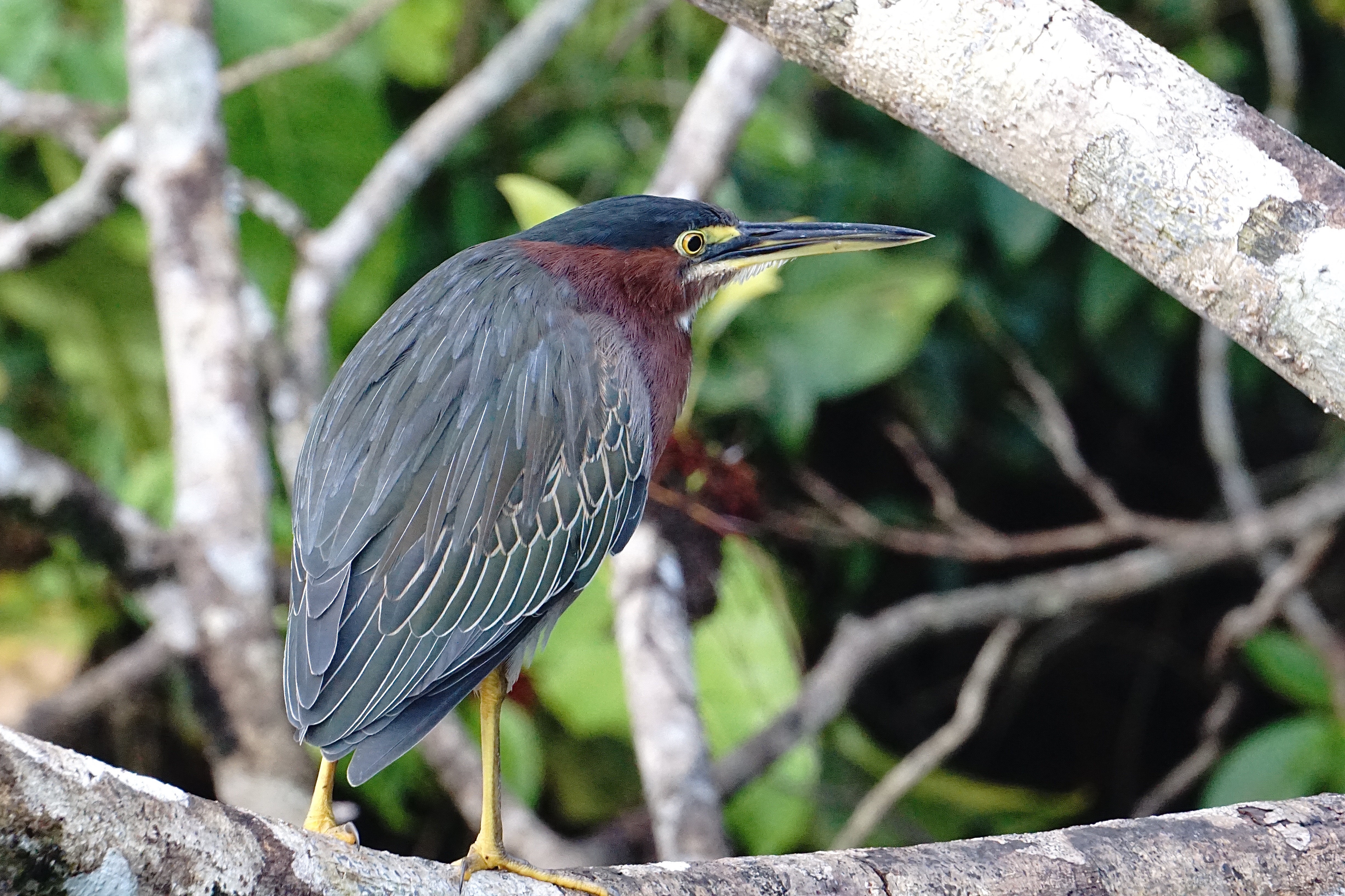  Green heron 