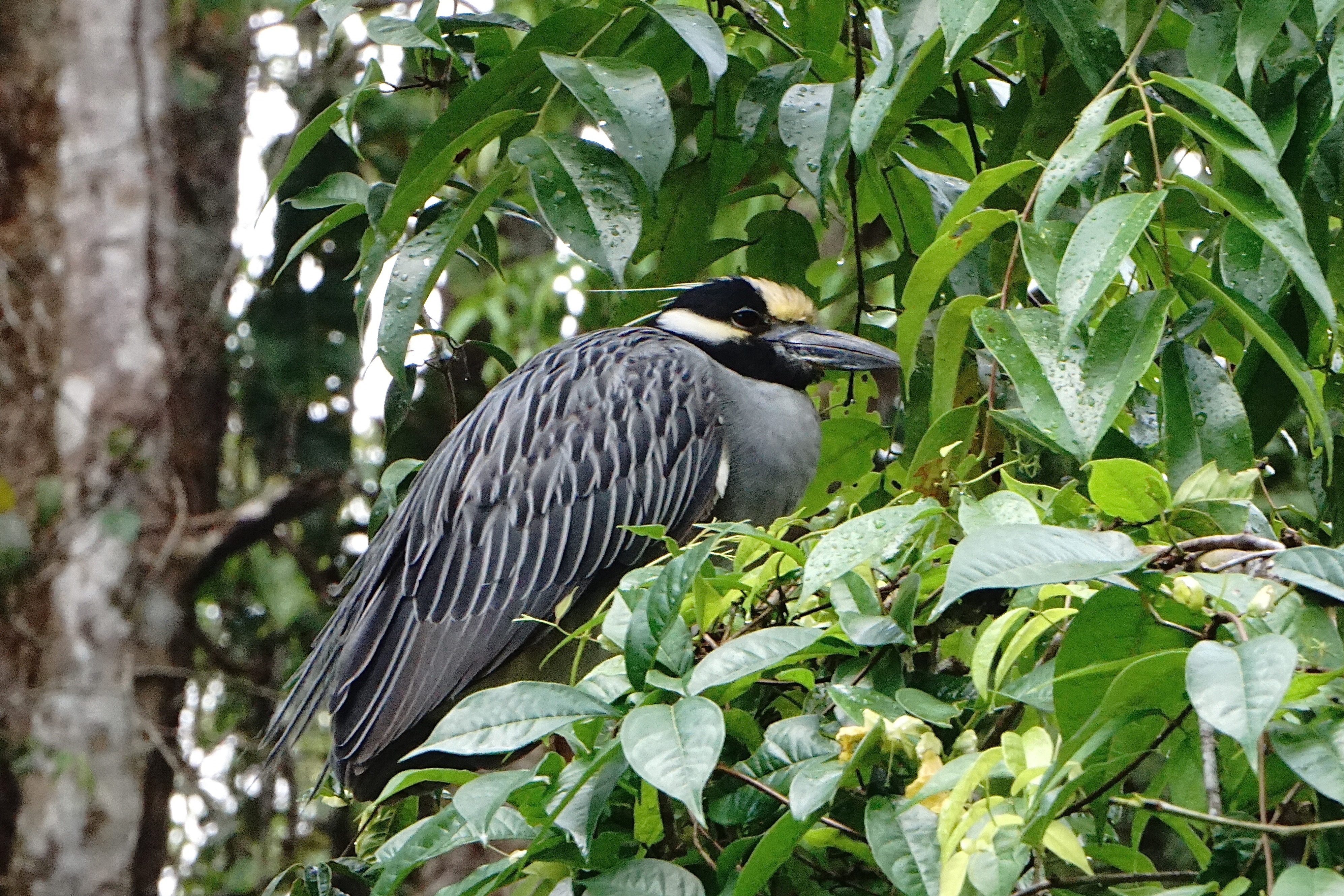  Yellow-crowned night-heron 
