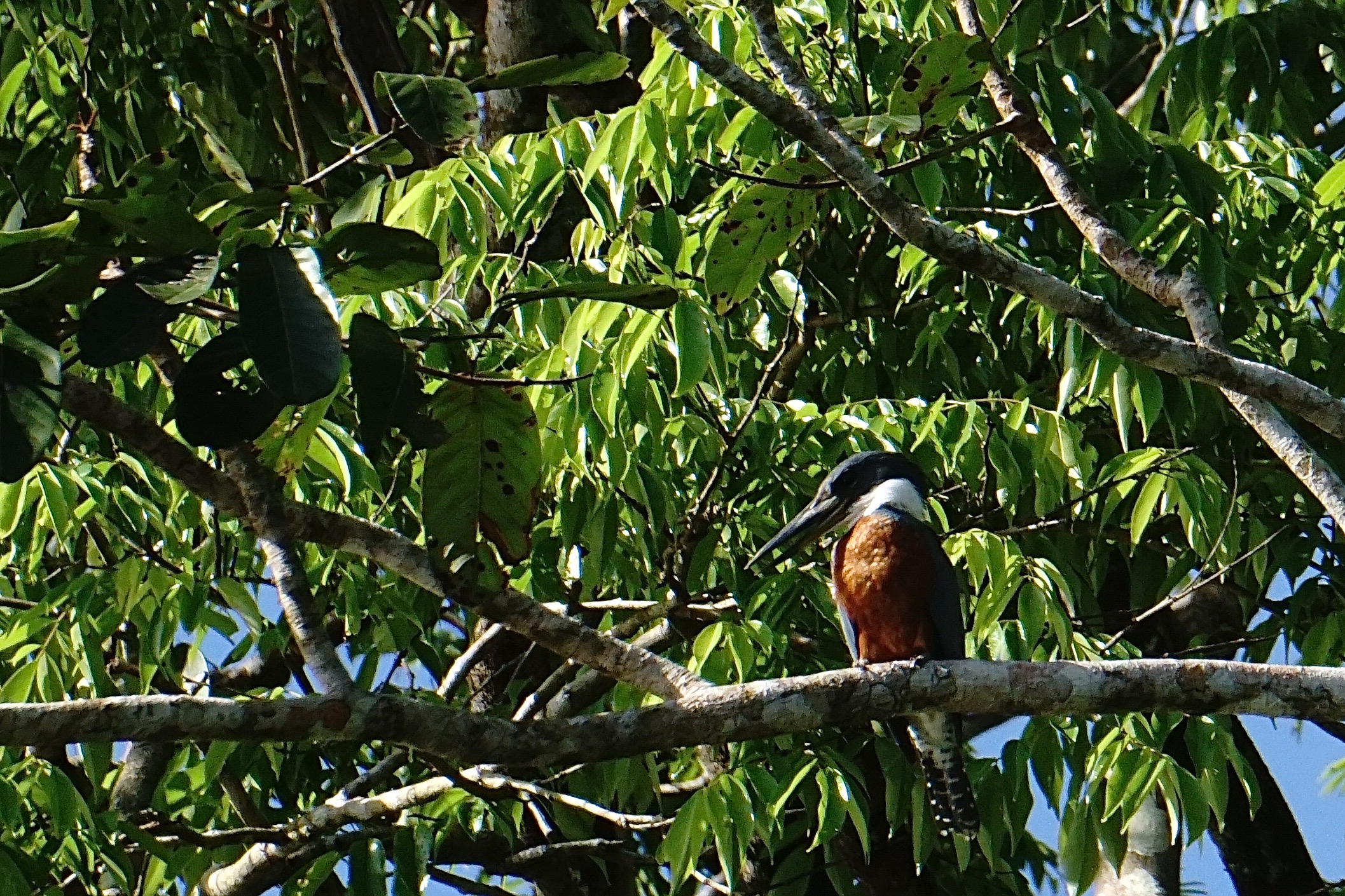  Ringed kingfisher 