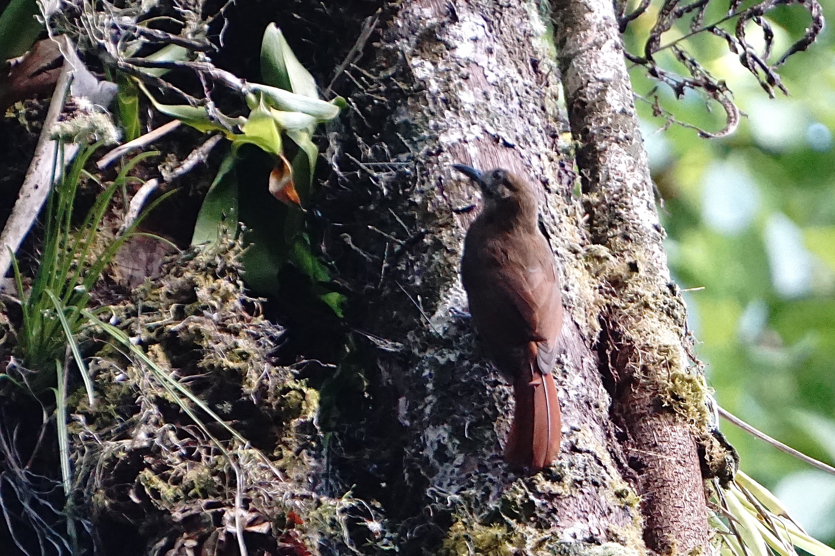  woodcreeper 