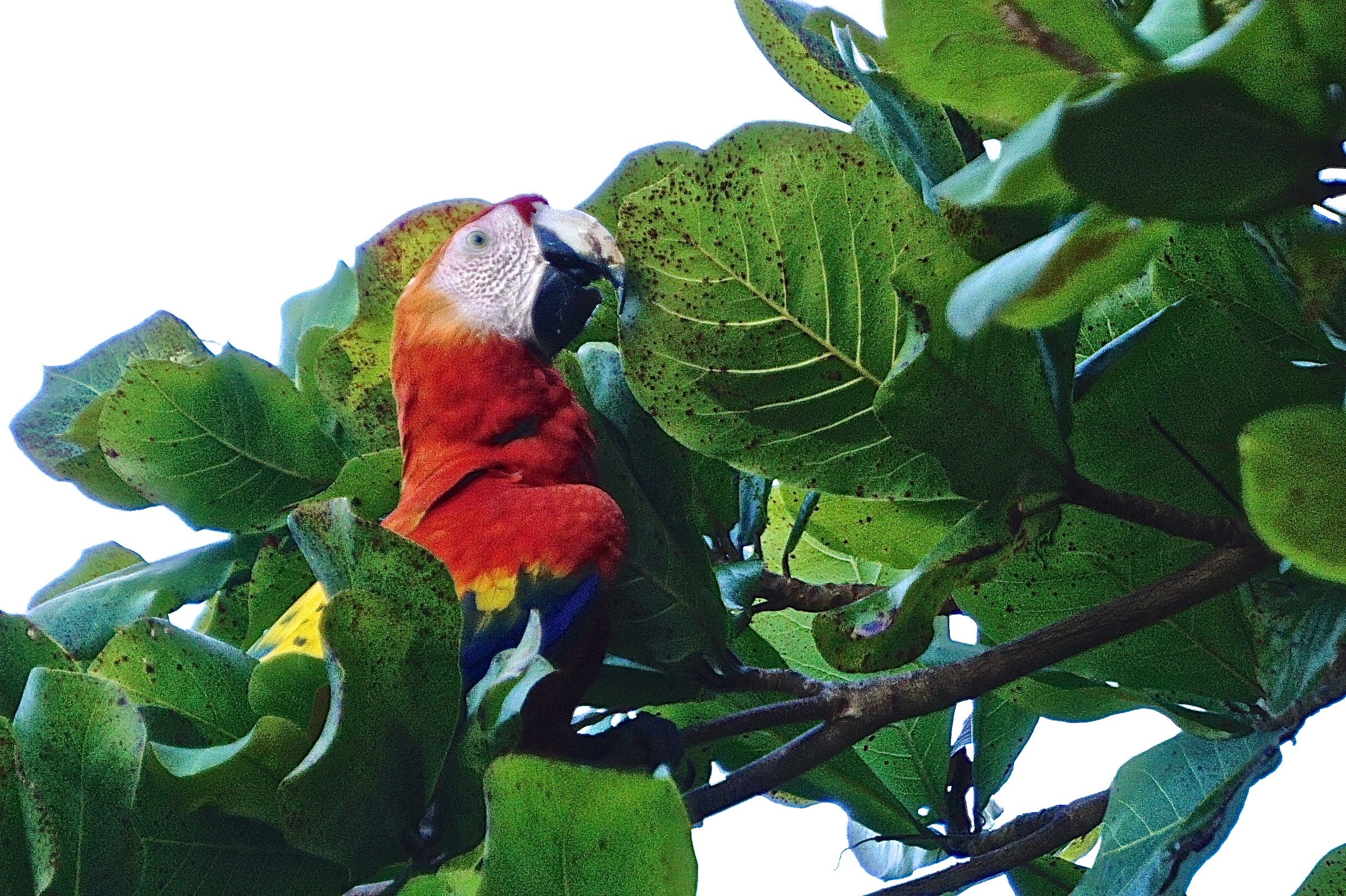  Scarlet macaw 