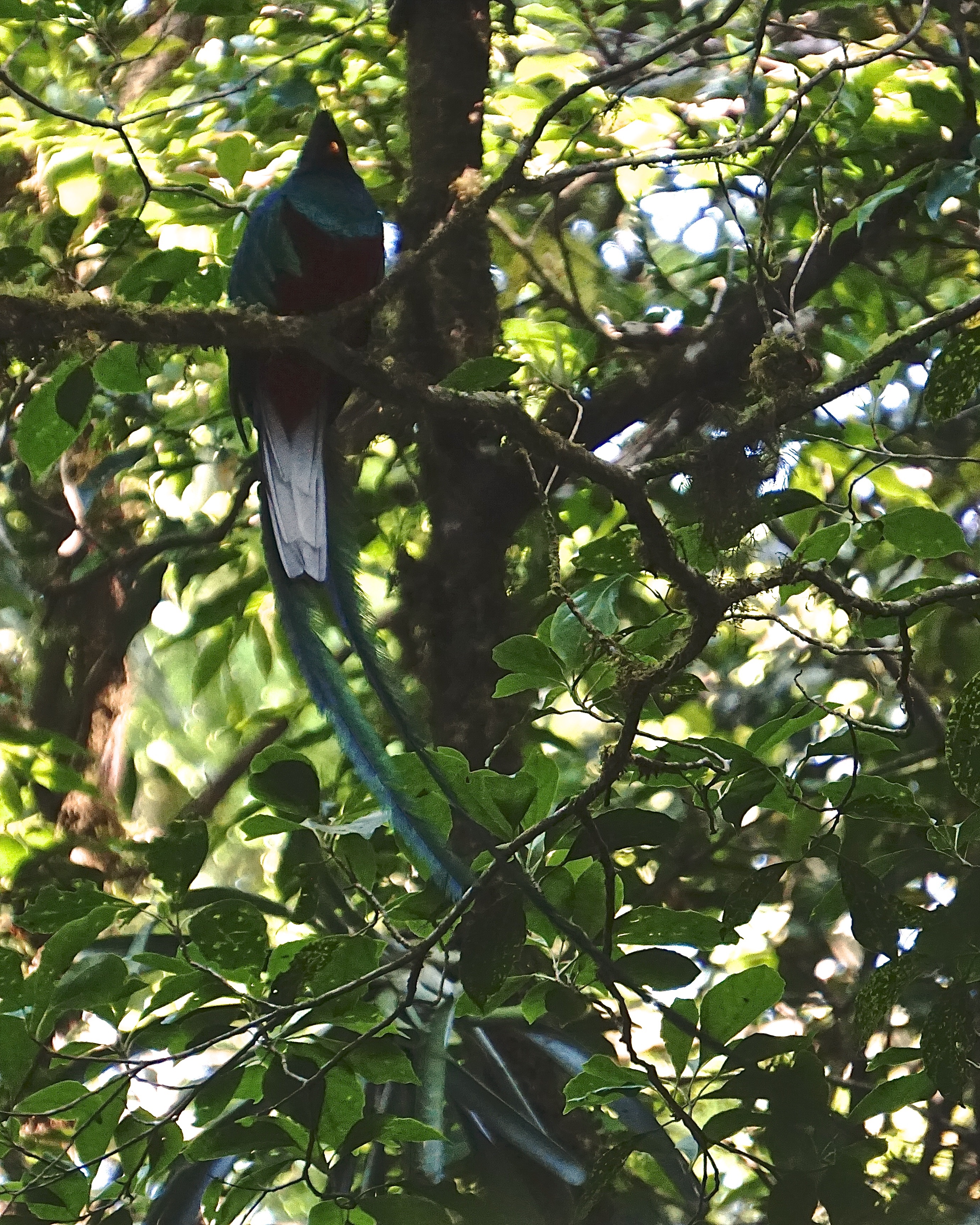  Resplendent quetzal 