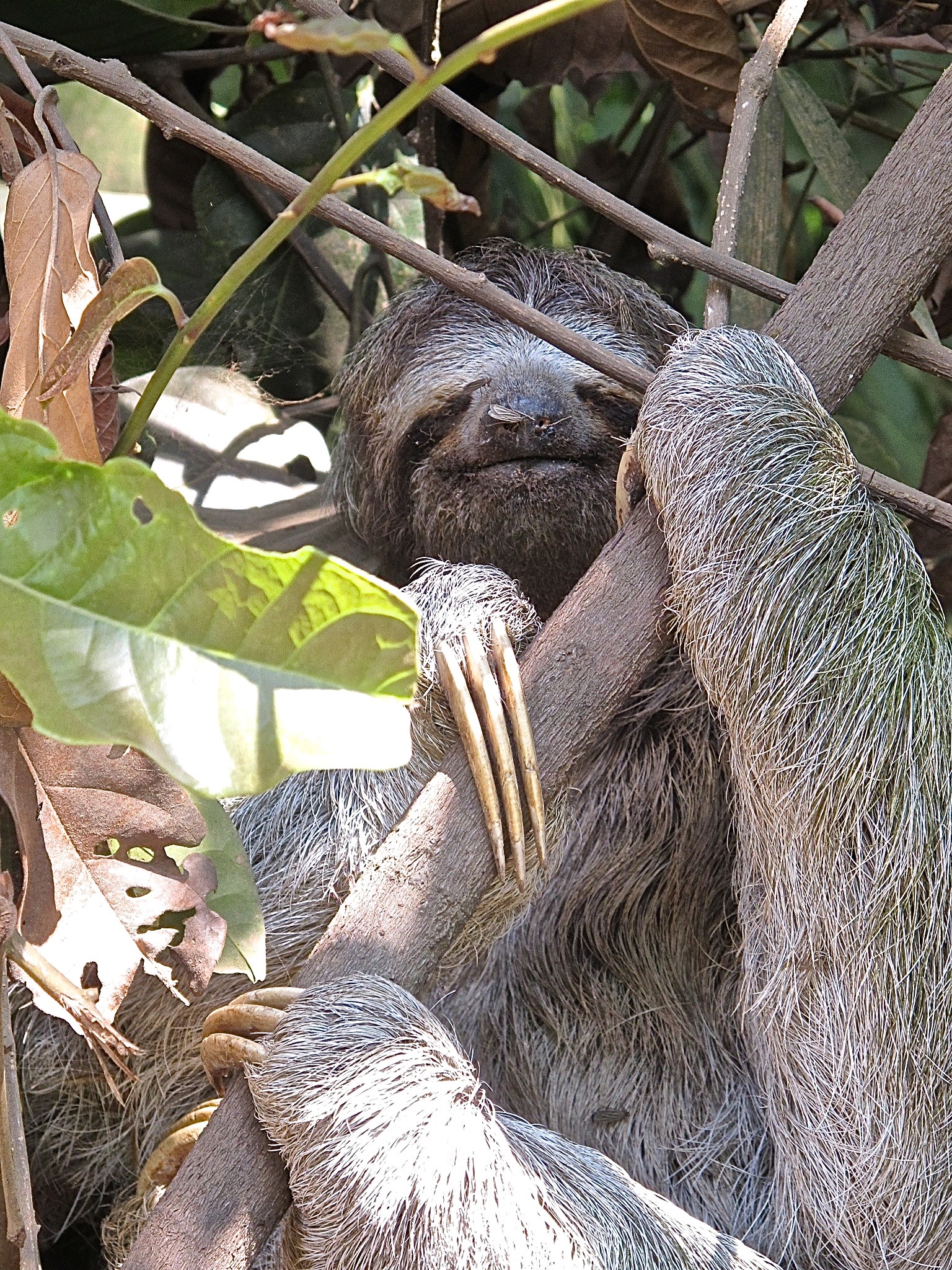  Three toed sloth 
