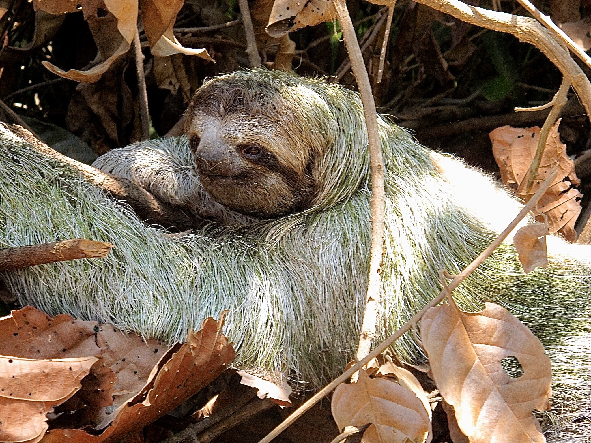  Three toed sloth 