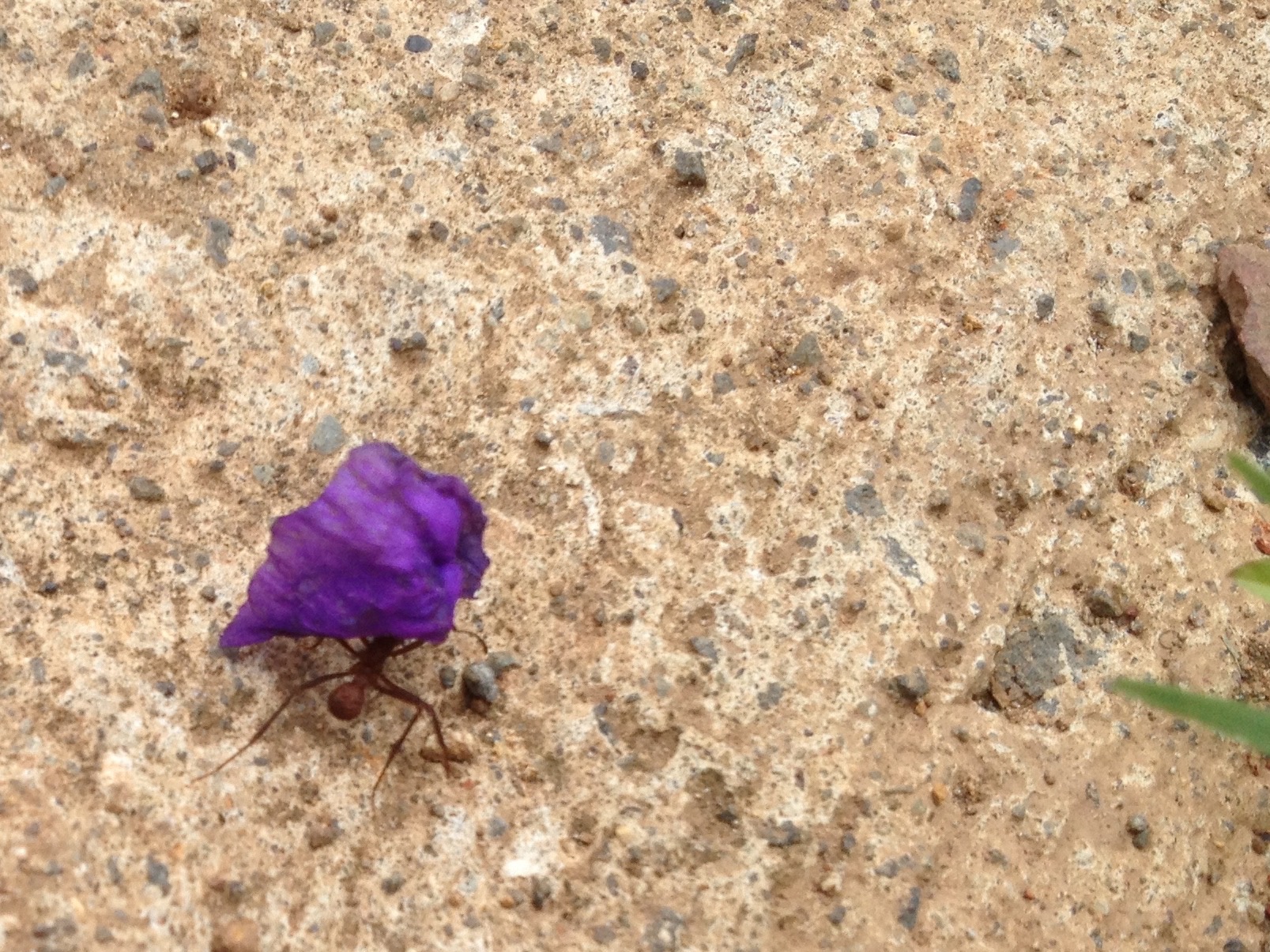  might leaf-cutter ant! 